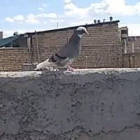 کبوتر شازده مفلق