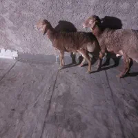 بره کم وزن نر