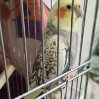 عروس هلندی ماده ۲ عدد