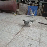 تخم سبرایت و خر‌وس سلبرایت