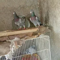 ۳ جفت ساده