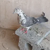 کفتر
