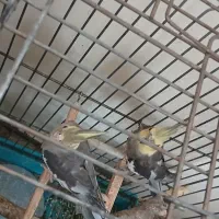دو عدد عروس هلندی normal gray