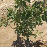 باغ با سهمیه اب سیمین زاغه