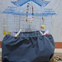 قفس عروس ، عروس اهویی