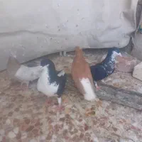 کبوتر شهری سیاه  و زرد