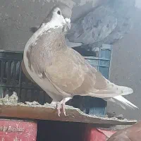 سده زرد پرخال سیاه نر ۸۰۰