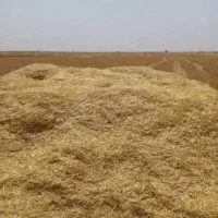 کاه