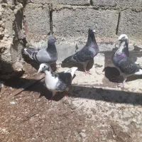 کبوتر پلاکی مسافتی