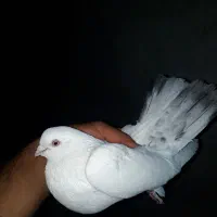 دم طوسی نر