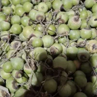 کاروان زیارتی سیاحتی ام بنین برای کربلا