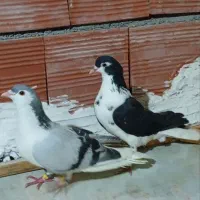 ساده جفت