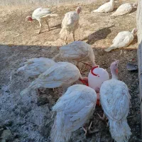 بوقلمون محلی نژاد دار