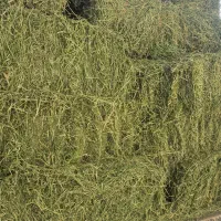 خرید یونجه سر زمین تناژ بالا
