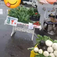 برگ سیرمحلی دسته بزرگ  سبز ه سبز