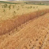 بذر گندم آبی آمریکایی