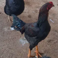 خروس لاری اصل