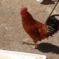 خروس جوان