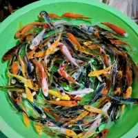 انواع ماهی گلدفیش کوی باله بلند