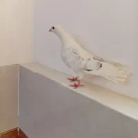کبوتر دوکت