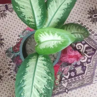 گل طبیعی|گل و گیاه طبیعی|اهر, |دیوار