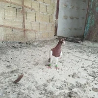کبوتر|پرنده|تاکستان, |دیوار