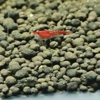 ۱۳ عدد میگو شریمپ بلاد مری و رد ریلی