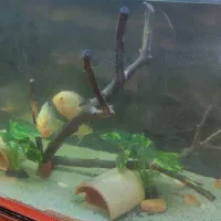 چوب اکواریوم