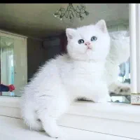گربه بریتیش ماده بی نقص