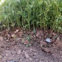 نشا گوجه پهته گوجه