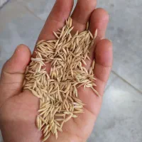 شالی بذری فجر سوزنی و دم سیاه