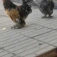 مرغ خروس کوشین زرقان