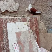 یک عددنردوکت یک عددماده کلی ای