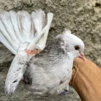 مفلق شازده سرور