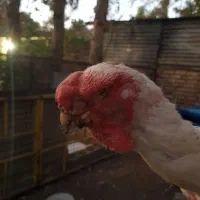 مرغ اصیل حجازی