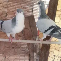 کبوتر
