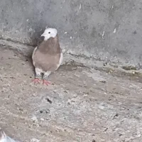 پرنده