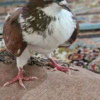 کفتر غریب گیری تهرانی
