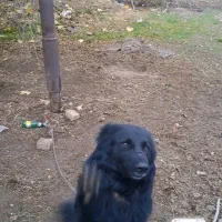 سگ گمشده|حیوانات|خرمآباد, |دیوار