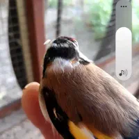 فروش سهره نوجفت جوان ماله منطقه سیمیرم
