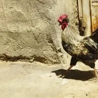 خروس|حیوانات مزرعه|خوانسار, |دیوار