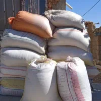 گندم دیمه
