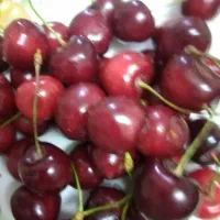 گیلاس فرنگی