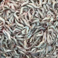 میگو سرتیز درشت یک دست بدون قاطی + ارسال