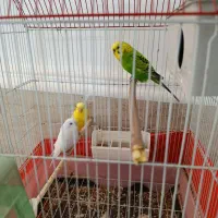 سه عدد مرغ عشق سرحال فروشی قیمت یک تومان