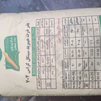 بذر ذرت