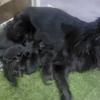 سگ ژرمن گم شده مژدگانی میدم