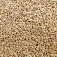 گندم ابشار سبز اصفهان زیر قیمت