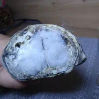 شاخ قوچ|کلکسیون اشیاء عتیقه|تهران, شهرک محلاتی|دیوار