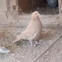 زرد کلایی نر  ۱۵۰۰
